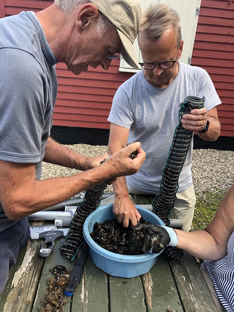 Blåmuslinger omstrømpes