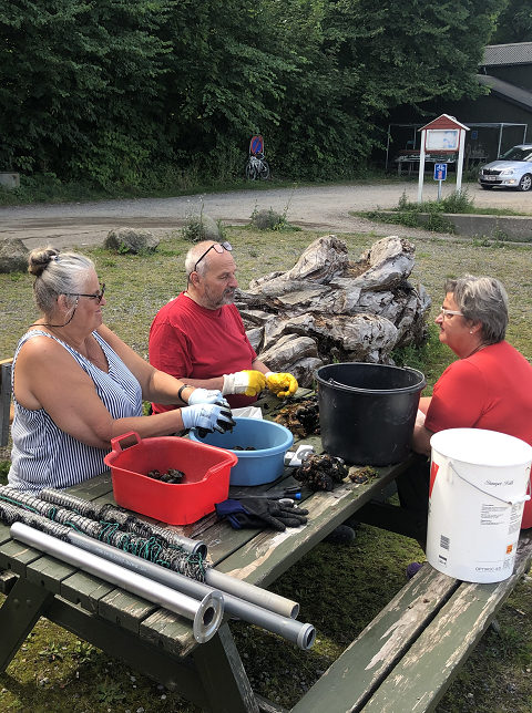 Medlemmer af foreningen i gang med at sortere muslinger